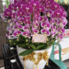bunga-anggrek-yans-florist RANGKAIAN ANGGREK TASIKMALAYA
